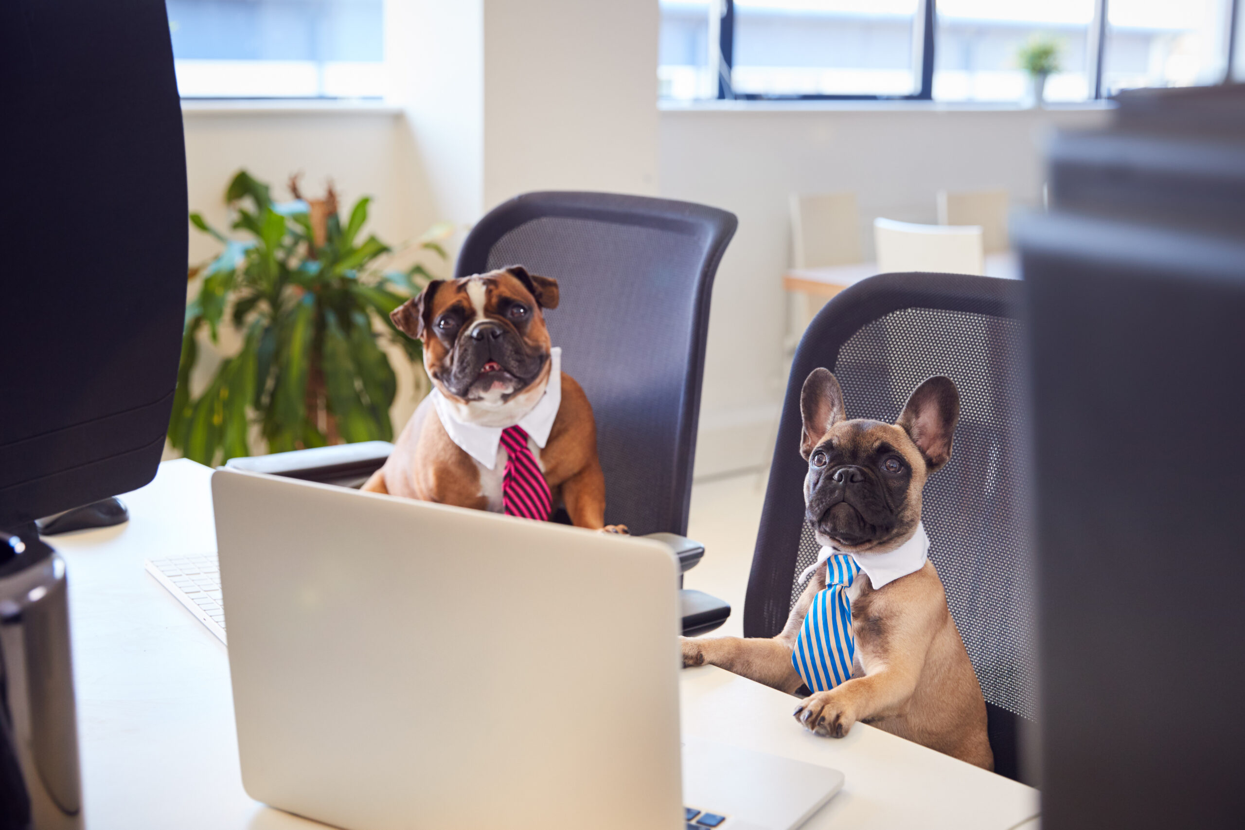 french bulldog and bulldog puppy dressed as busine 2024 10 19 12 13 16 utc scaled